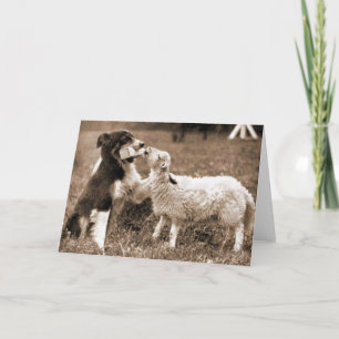 Gräns Collie and Lamb~Fotokort Kort
