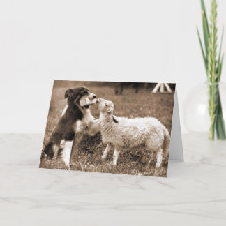Gräns Collie and Lamb~Fotokort Kort