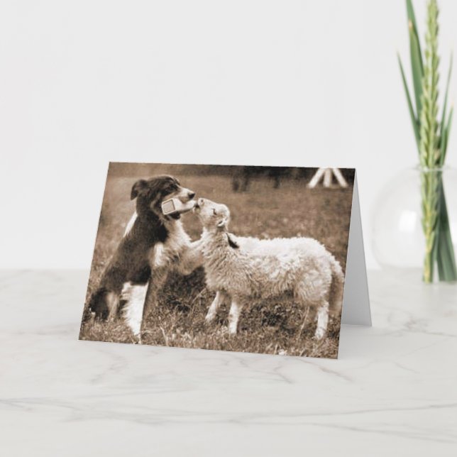 Gräns Collie and Lamb~Fotokort Kort (Framsida)
