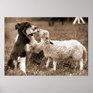"Gräns Collie and Lamb"~Gräns Collie Poster
