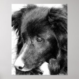 Gräns Collie Ansikte Pencil Art #2 Poster