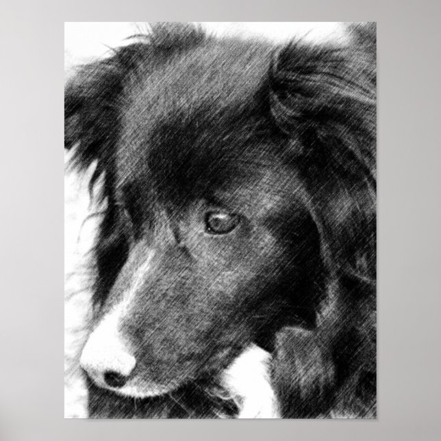 Gräns Collie Ansikte Pencil Art #2 Poster (Framsidan)