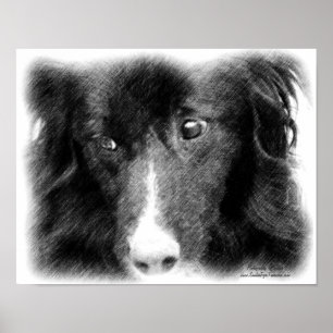Gräns Collie Ansikte Pencil Art Poster