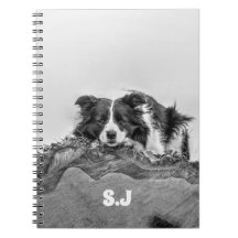 Gräns Collie