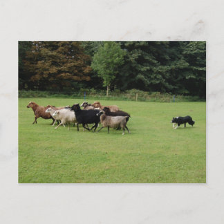 Gräns Collie-arbete Vykort