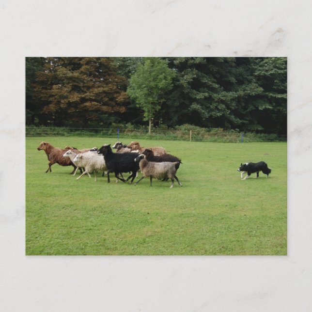 Gräns Collie-arbete Vykort (Framsida)