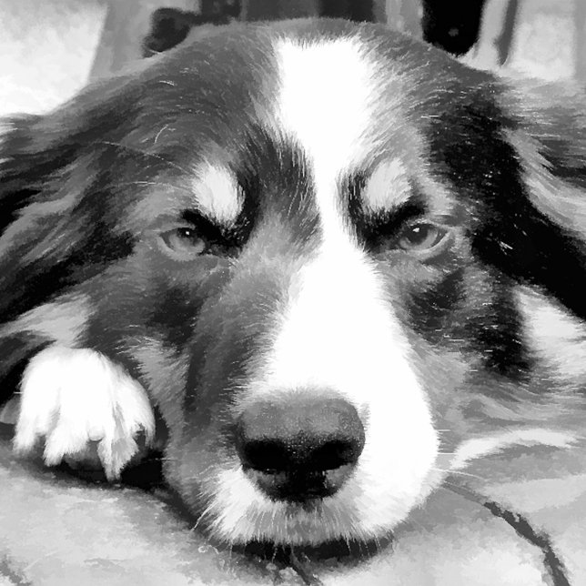 GRÄNS COLLIE ARMBANDSUR (Skapare uppladdad)