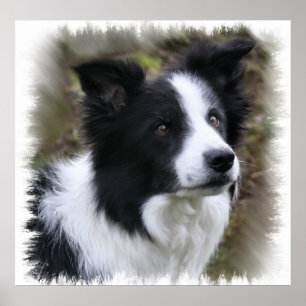 Gräns Collie Art Poster