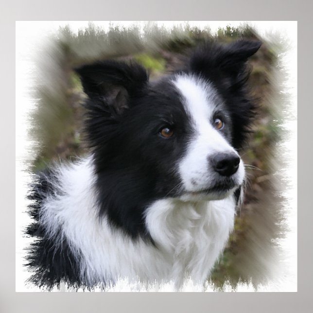 Gräns Collie Art Poster (Framsidan)