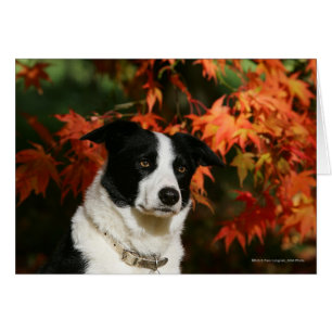 Gräns Collie Autumn Headshot Hälsningskort