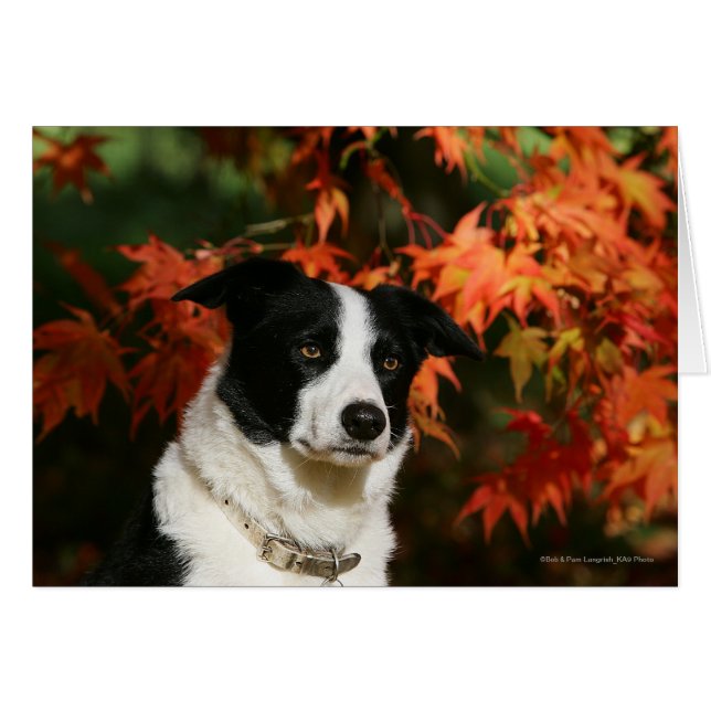 Gräns Collie Autumn Headshot Hälsningskort (Framsidan Horizontal)