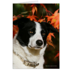 Gräns Collie Autumn Headshot Hälsningskort