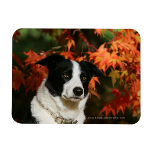 Gräns Collie Autumn Headshot Magnet