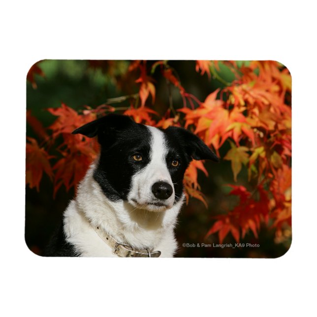 Gräns Collie Autumn Headshot Magnet (Horisontell)