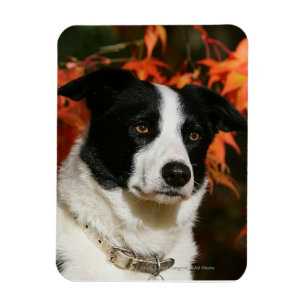 Gräns Collie Autumn Headshot Magnet