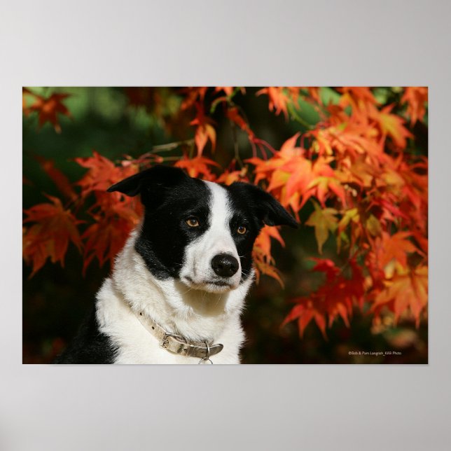 Gräns Collie Autumn Headshot Poster (Framsidan)