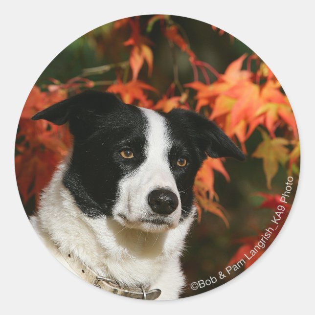 Gräns Collie Autumn Headshot Runt Klistermärke (Framsida)
