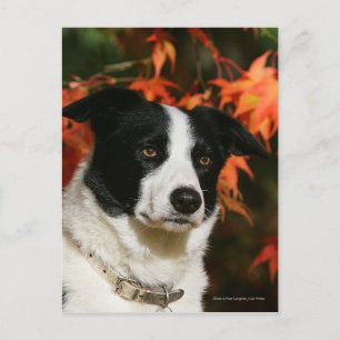 Gräns Collie Autumn Headshot Vykort