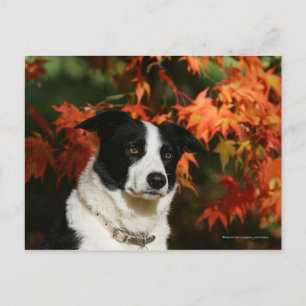 Gräns Collie Autumn Headshot Vykort