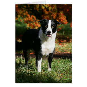 Gräns Collie Autumn (stående) Hälsningskort