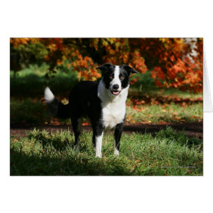 Gräns Collie Autumn (stående) Hälsningskort