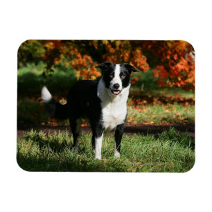 Gräns Collie Autumn (stående) Magnet
