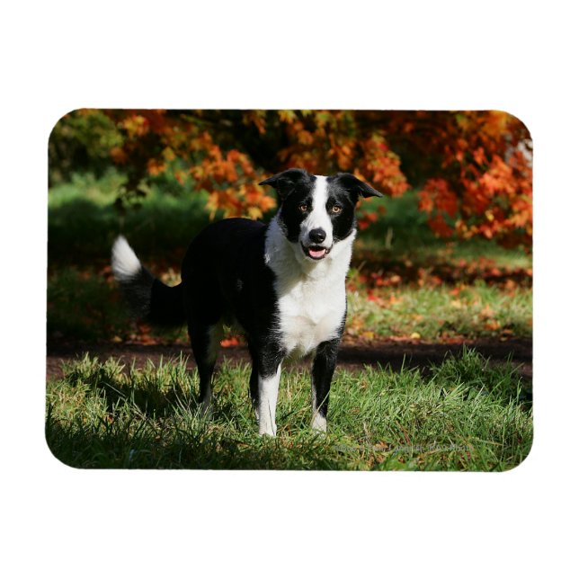 Gräns Collie Autumn (stående) Magnet (Horisontell)