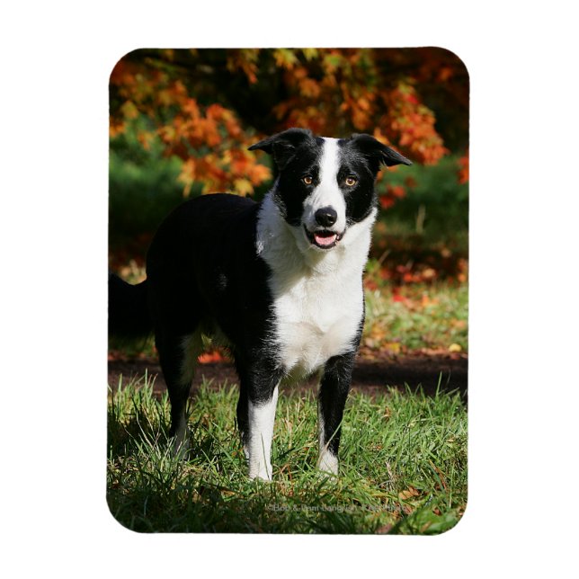 Gräns Collie Autumn (stående) Magnet (Vertikal)