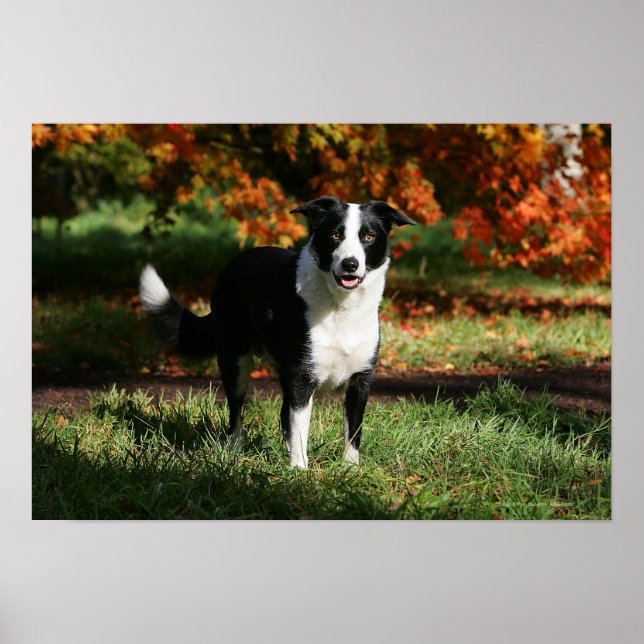 Gräns Collie Autumn (stående) Poster (Framsidan)