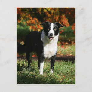 Gräns Collie Autumn (stående) Vykort