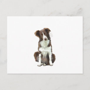 Gräns Collie (B) - brun och vit Vykort