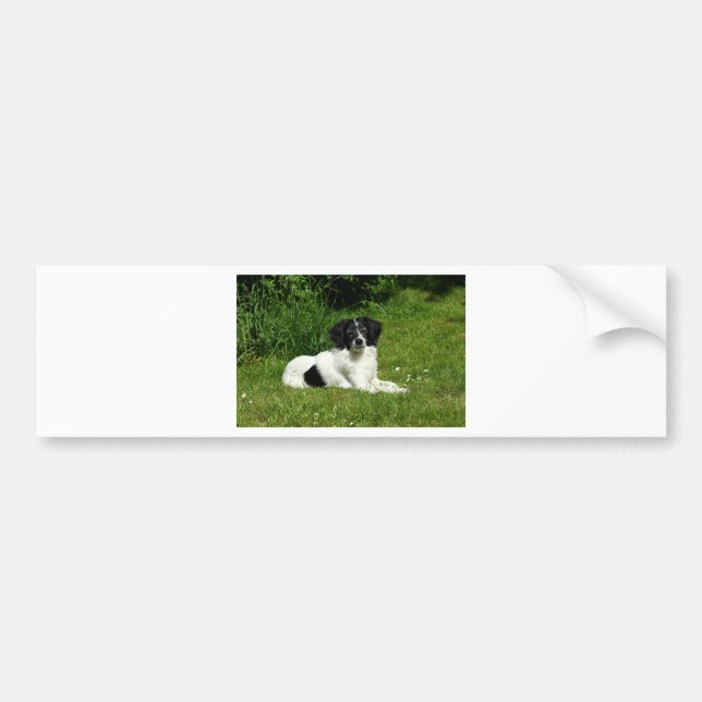 Gräns Collie Bildekal (Framsidan)