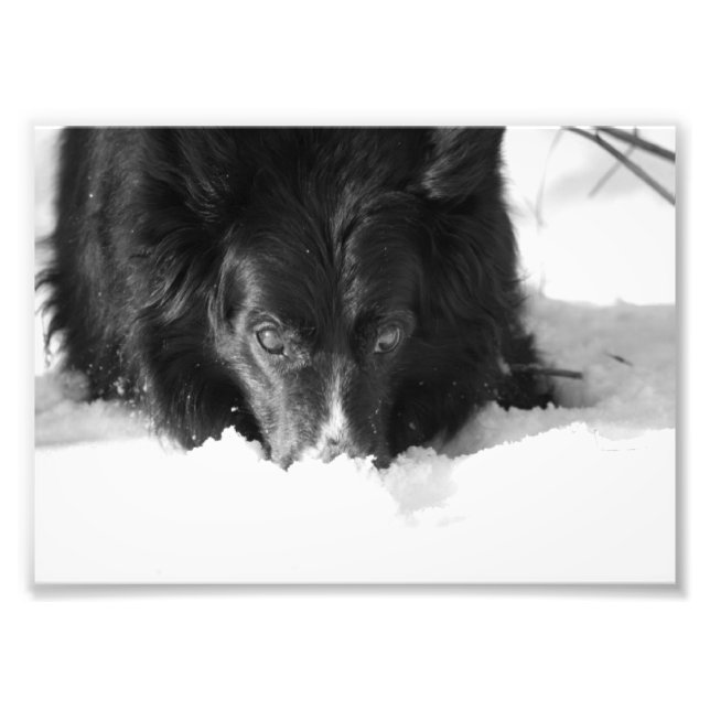 Gräns Collie Black and White Photo Fototryck (Framsidan)