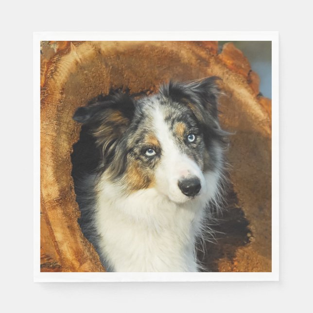 Gräns Collie Blue Merle Hund Head Photo Pet on - Pappersservett (Framsidan)