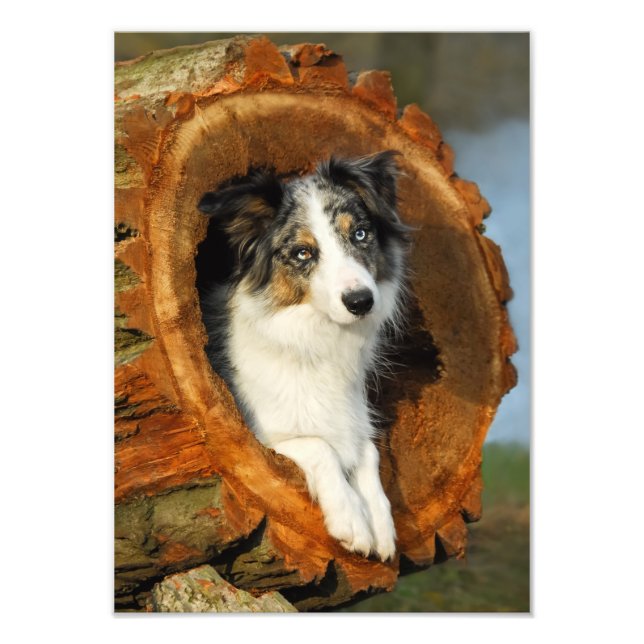 Gräns Collie Blue Merle Hund - Paperprint Fototryck (Framsidan)