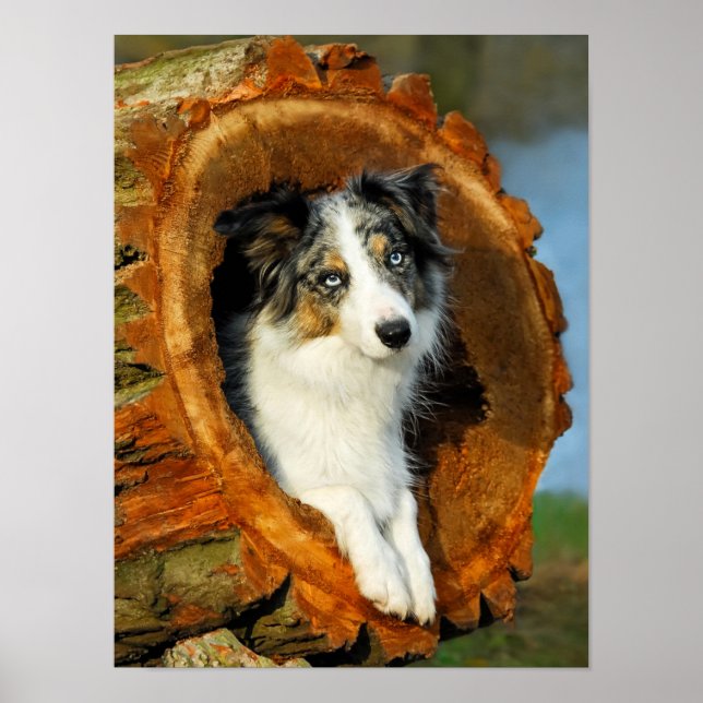 Gräns Collie Blue Merle Hund Porträtt Photo - Poster (Framsidan)