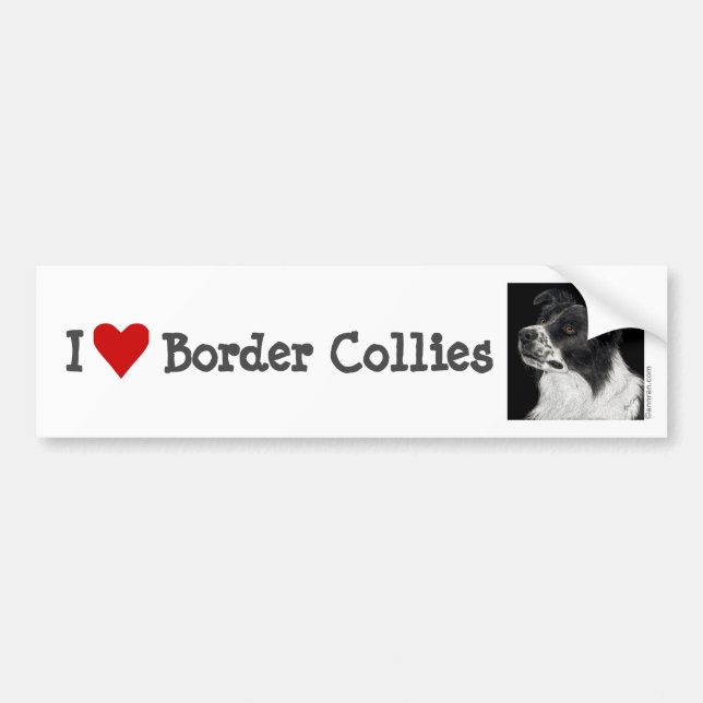 Gräns Collie Bumper Sticker - "Ben" Bildekal (Framsidan)