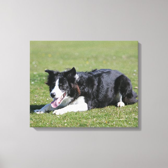 Gräns Collie Canvastryck (Framsida)