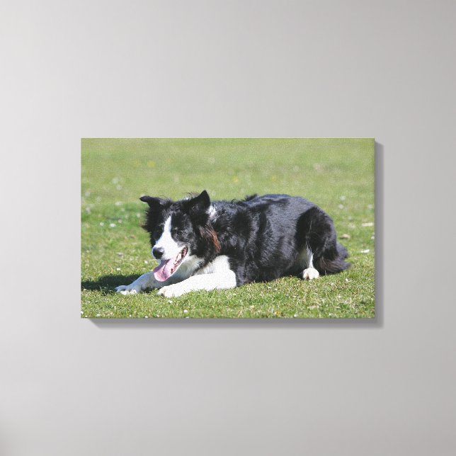 Gräns Collie Canvastryck (Framsida)