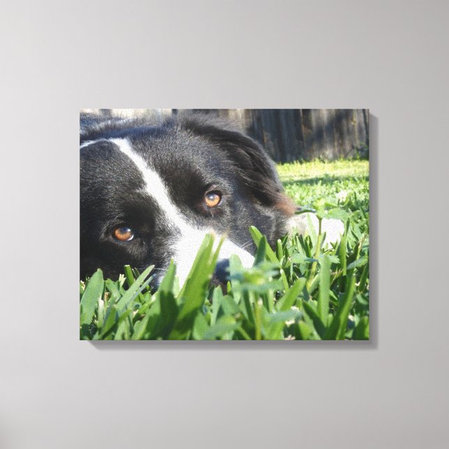 Gräns Collie Canvastryck (Framsida)