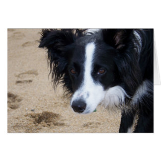 Gräns Collie Card OBS Kort