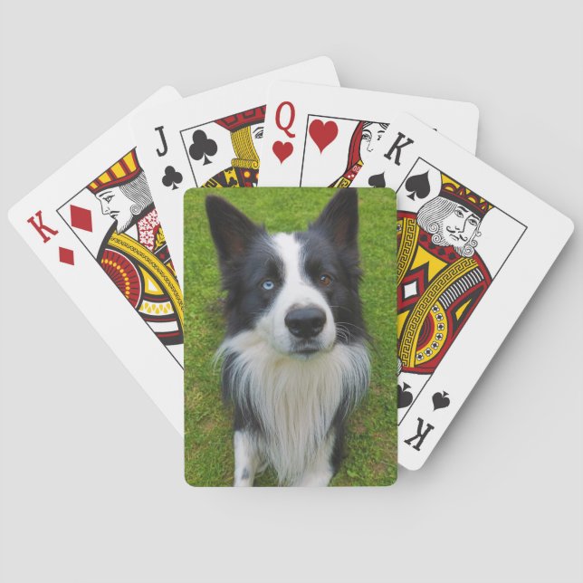 Gräns Collie Casinokort (Baksidan)