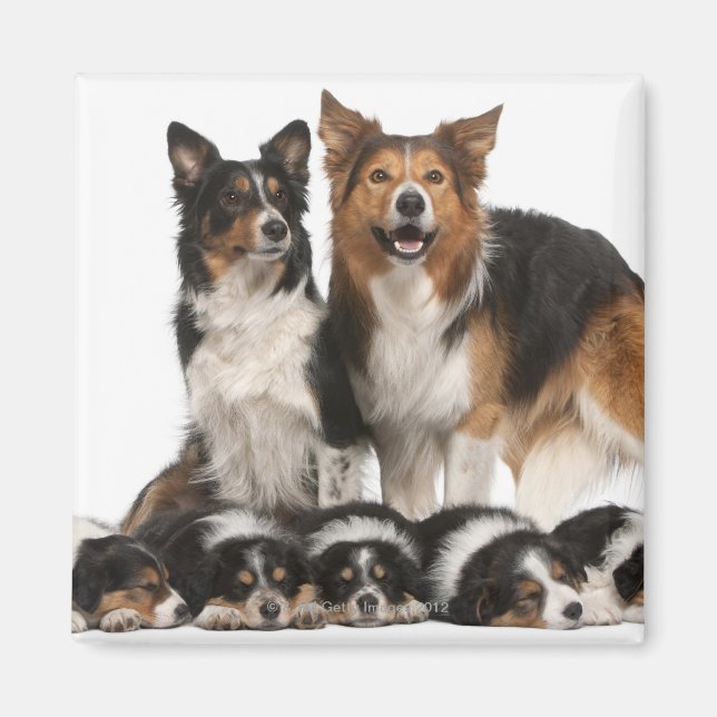 Gräns collie-familjen magnet (Framsidan)
