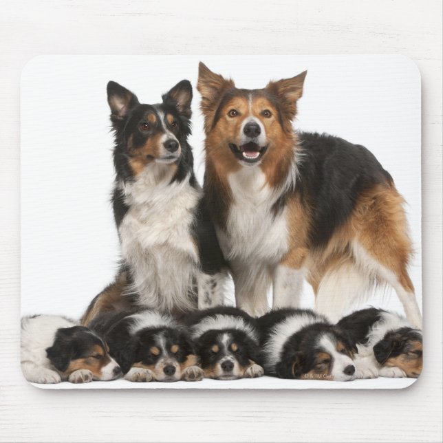 Gräns collie-familjen musmatta (Framsidan)