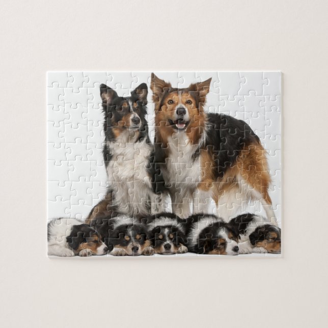 Gräns collie-familjen pussel (Horisontell)