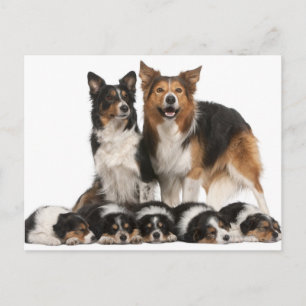 Gräns collie-familjen vykort