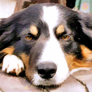 GRÄNS COLLIE FLASKÖPPNARE