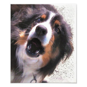 GRÄNS COLLIE FOTOTRYCK