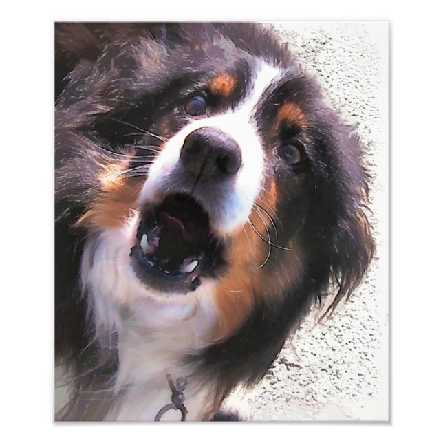 GRÄNS COLLIE FOTOTRYCK (Framsidan)