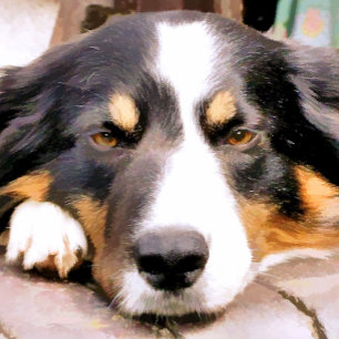 GRÄNS COLLIE FOTOTRYCK